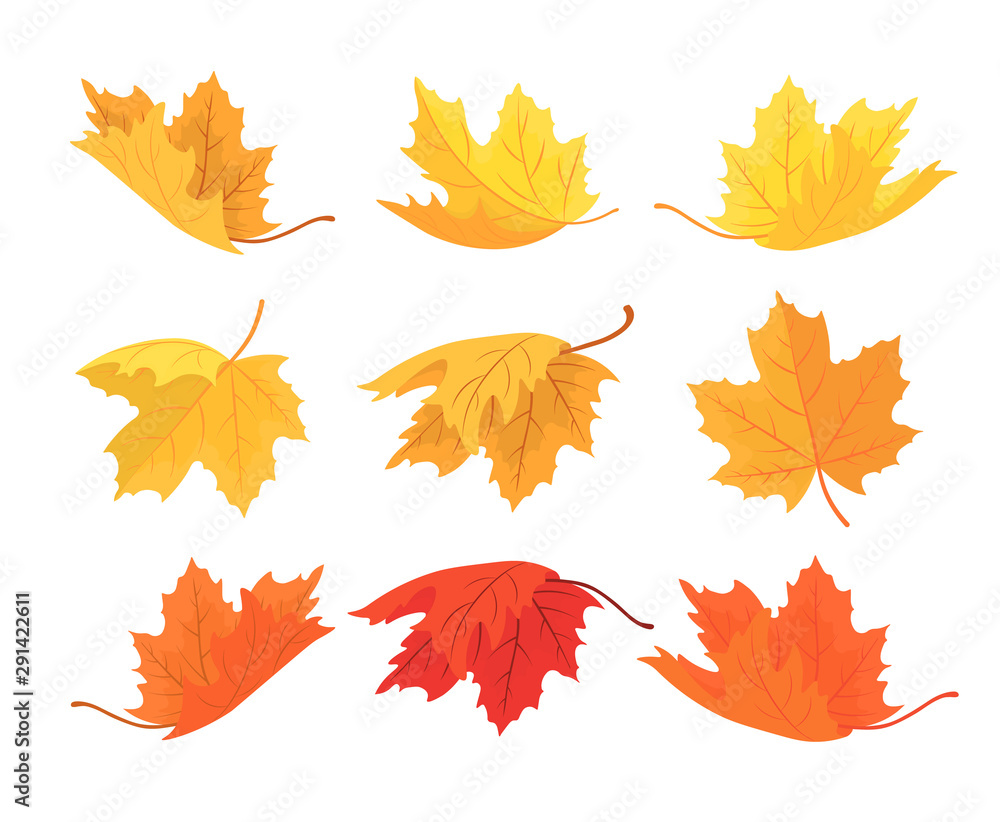 Set of autumn maple leaves. Vector autumn background with leaves of different shapes Set of autumn maple leaves. Vector autumn background with leaves of different shapes