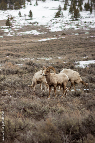 Big Horned Sheep