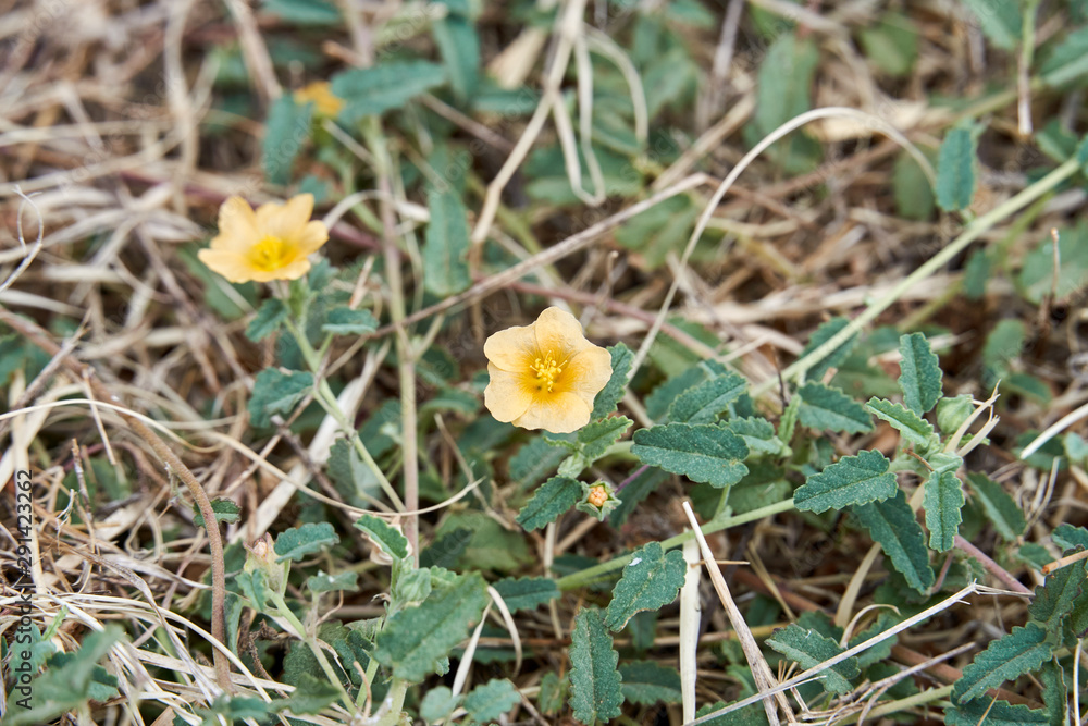 Sida abutifolia - Spreading Fanpetals or Spreading Sida Sida abutifolia - Spreading Fanpetals or Spreading Sida