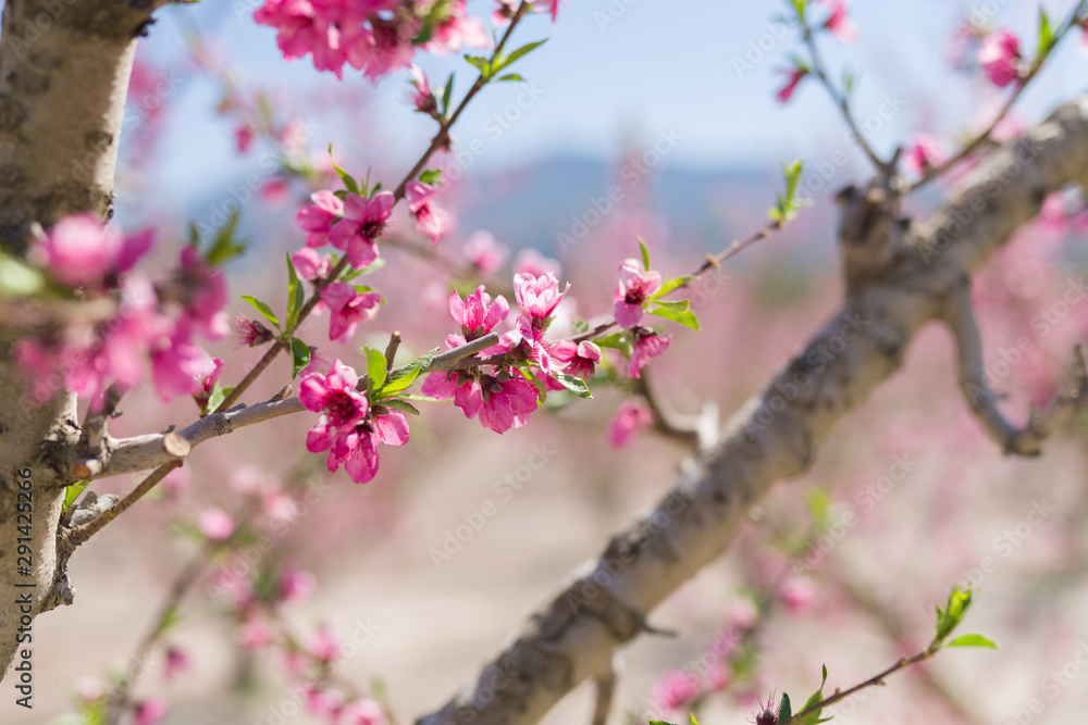 Beautiful pink peach flowers petals and trees blooming on a spring sunny day Beautiful pink peach flowers petals and trees blooming on a spring sunny day