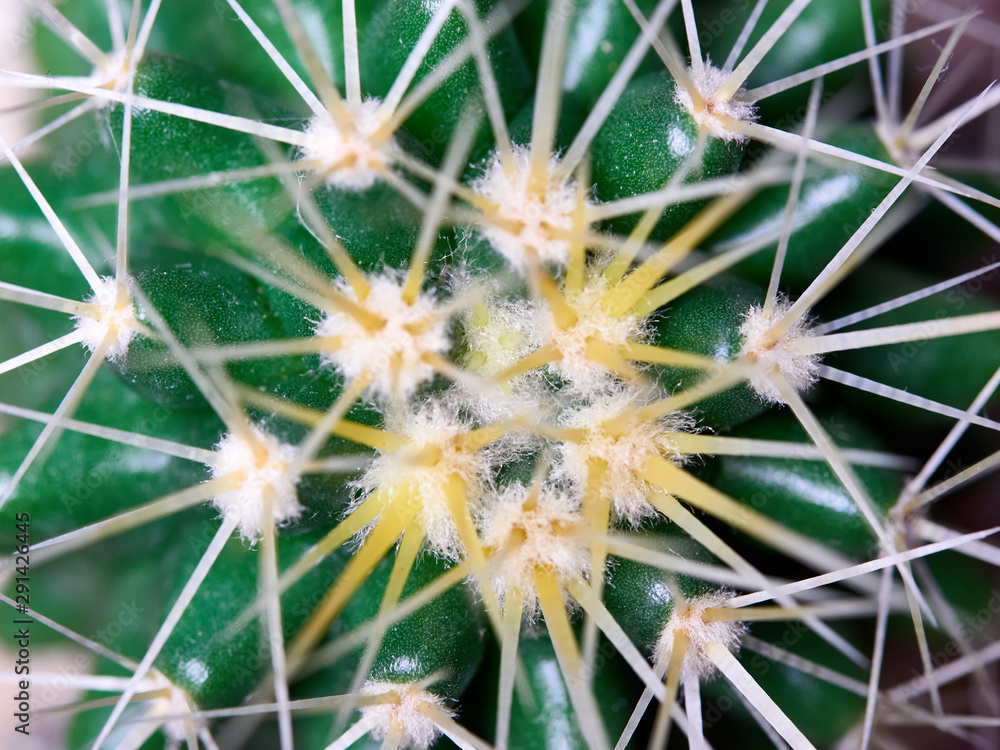 Cactus. Golden barrel cactus Cactus. Golden barrel cactus
