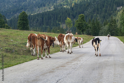 Brown cows walking on the alpine asphalt road