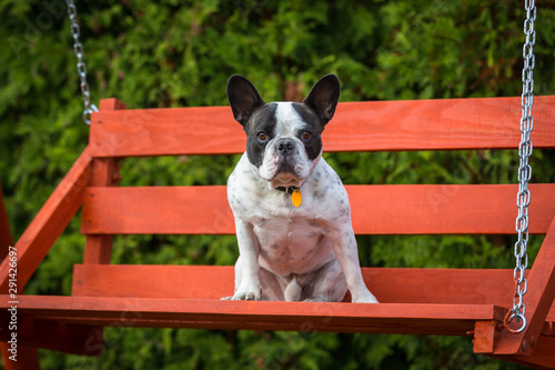 Fototapeta Naklejka Na Ścianę i Meble -  French bulldog sitting on the rocking bench
