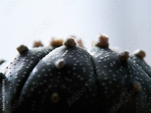 Cactus. echinopsis subdenudata © Metha