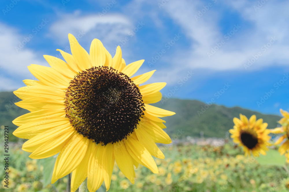 sunflower field under blue sky with clouds sunflower field under blue sky with clouds