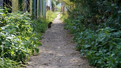  narrow road running through houses and foliage with a yawning cat on it