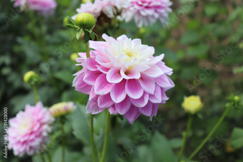 Blooming dahlia in the garden. Dahlia is a genus of bushy  tuberous  herbaceous perennial plants native to Mexico. There are 42 species of dahlia  with hybrids commonly grown as garden plants.