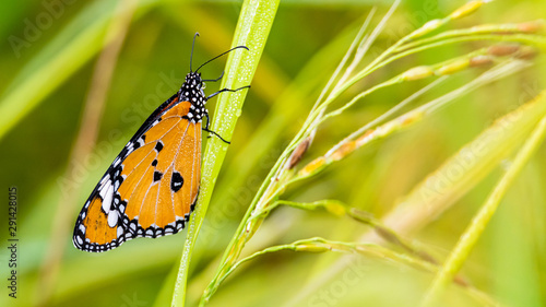 African Monarch perching on rice leaf with dew drops on its wing and leaf