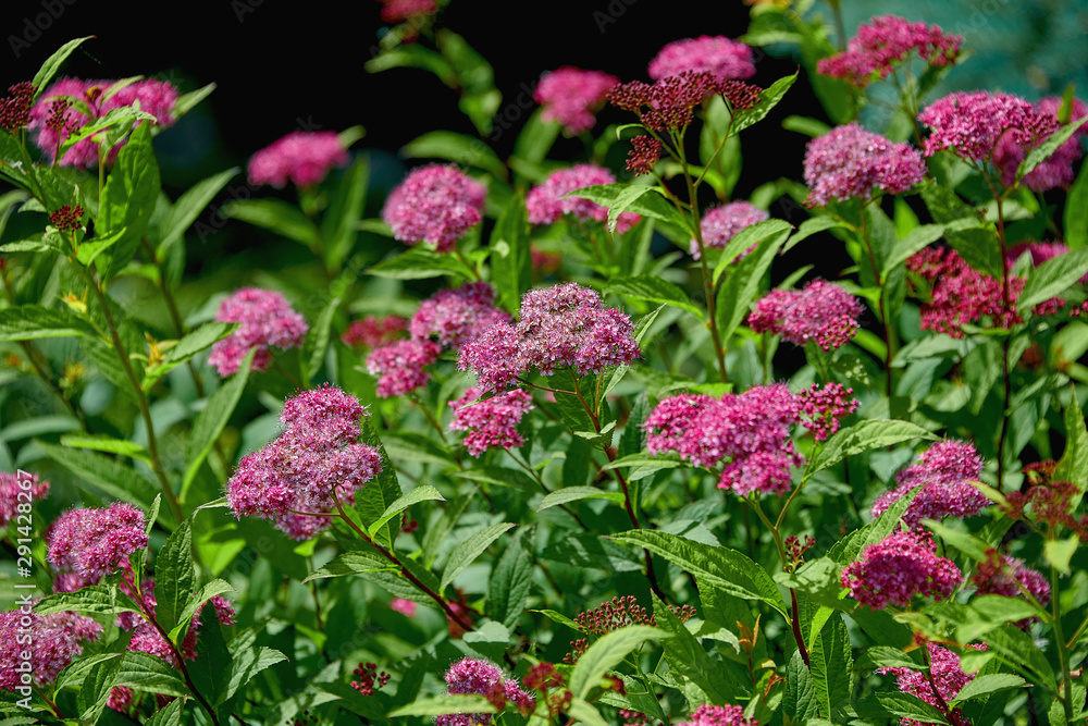 The beautiful pink spirea flowers closeup is a smaller shrub with a rounded shape