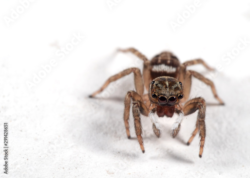 Macro Photo of Jumping Spider Isolated on White Floor