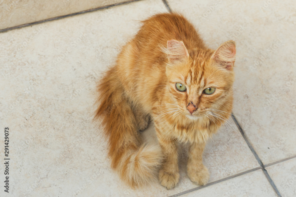 Homeless cute cat on the street sidewalk. Homeless cute cat on the street sidewalk.