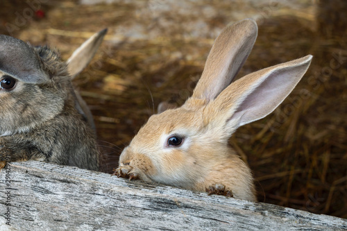 frontal view of a little rabbits in a wooden cage on the hay