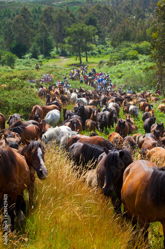 A Rapa das Bestas, Sabucedo, Pontevedra, Galicia photo