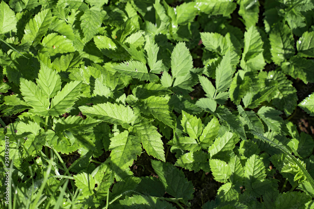 green leaves, natural background green leaves, natural background