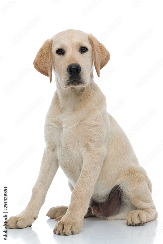 cute labrador retriever puppy looks at the camera while sitting cute labrador retriever puppy looks at the camera while sitting