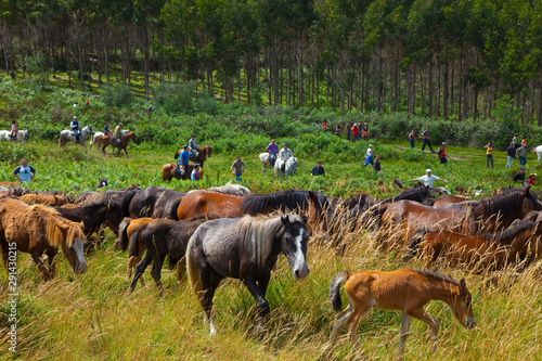 A Rapa das Bestas, Sabucedo, Pontevedra, Galicia photo