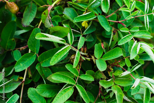 Rosehip green foliage. Natural leaf background
