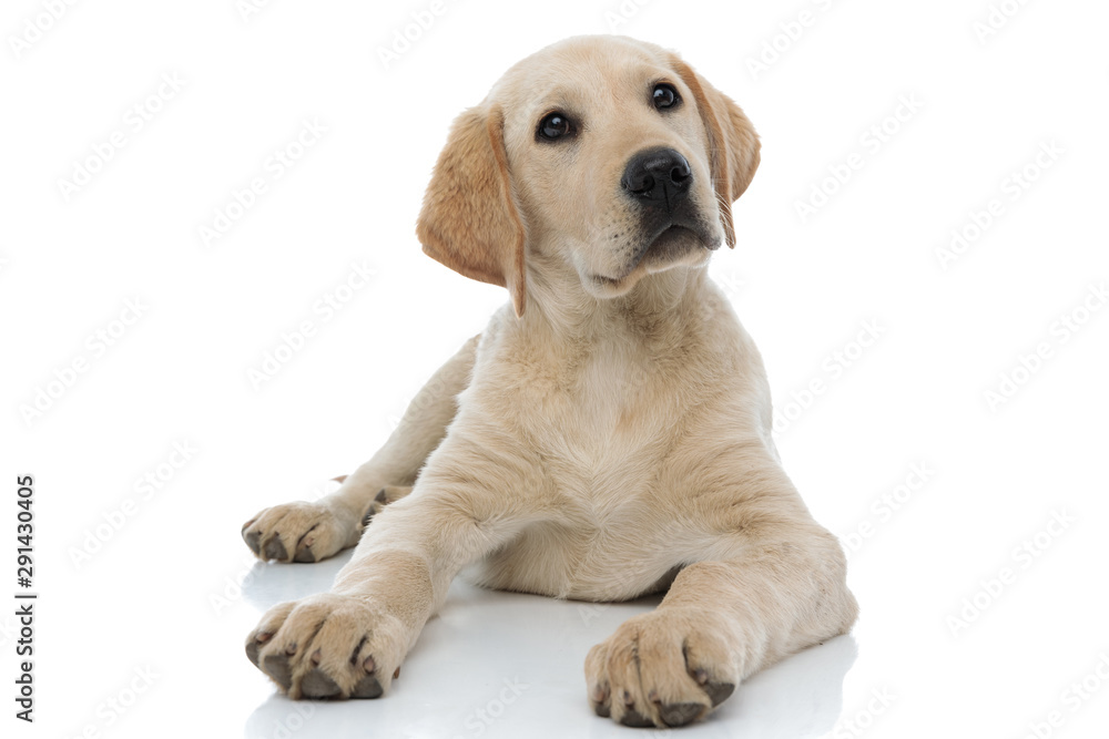 young labrador retriever puppy dog looks up young labrador retriever puppy dog looks up