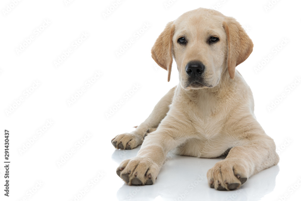 young labrador retriever puppy dog lies down young labrador retriever puppy dog lies down