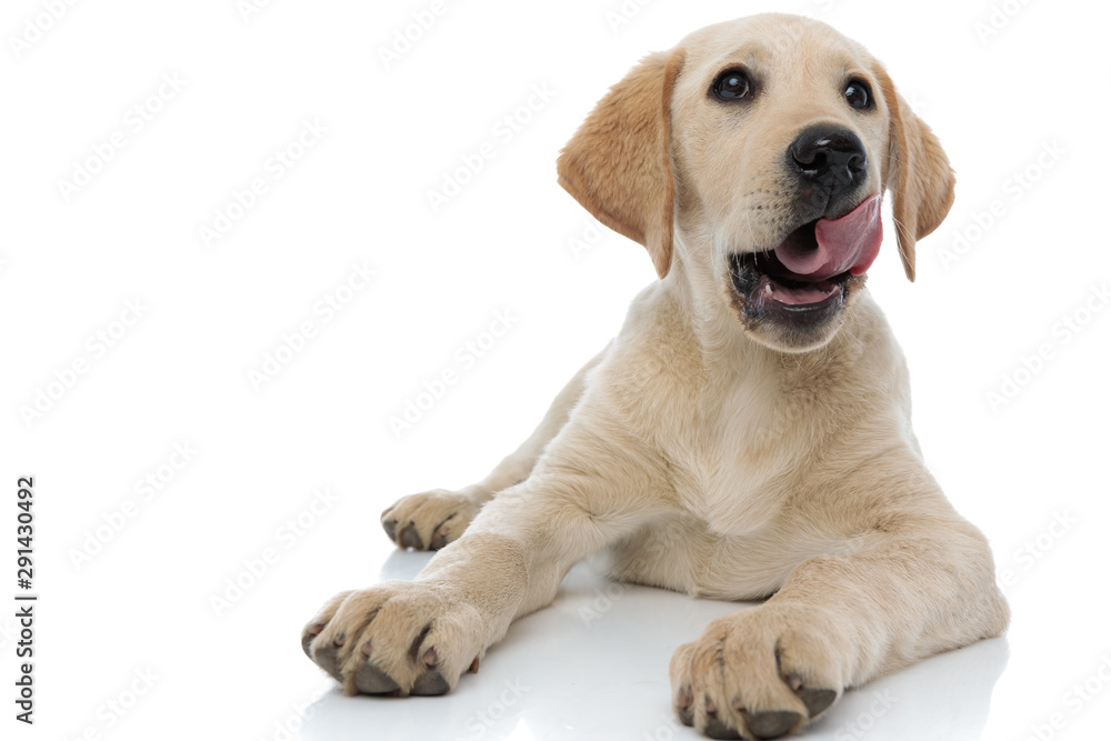 happy little labrador retriever puppy dog licking its nose
