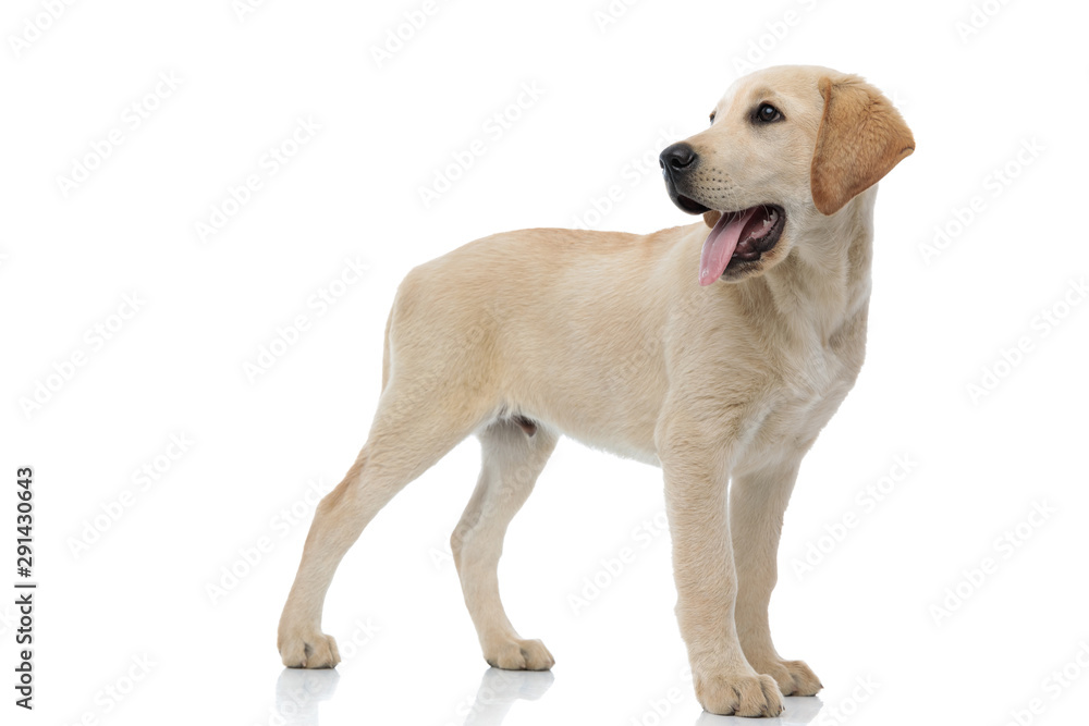 happy labrador retriever puppy looks back over its shoulder happy labrador retriever puppy looks back over its shoulder
