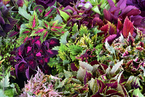 Coleus. Red, yellow, green, orange leaves,  coleus plants with their bright colors.  