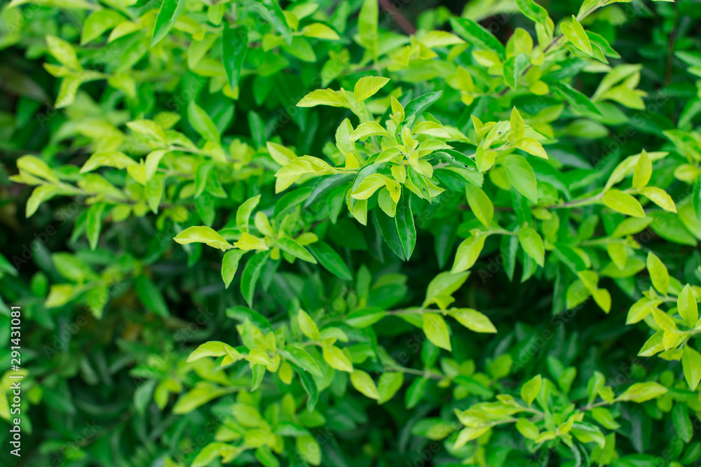 Light green foliage of a healthy plant with serrated leaves and blurred background. Horizontal shot. Light green foliage of a healthy plant with serrated leaves and blurred background. Horizontal shot.