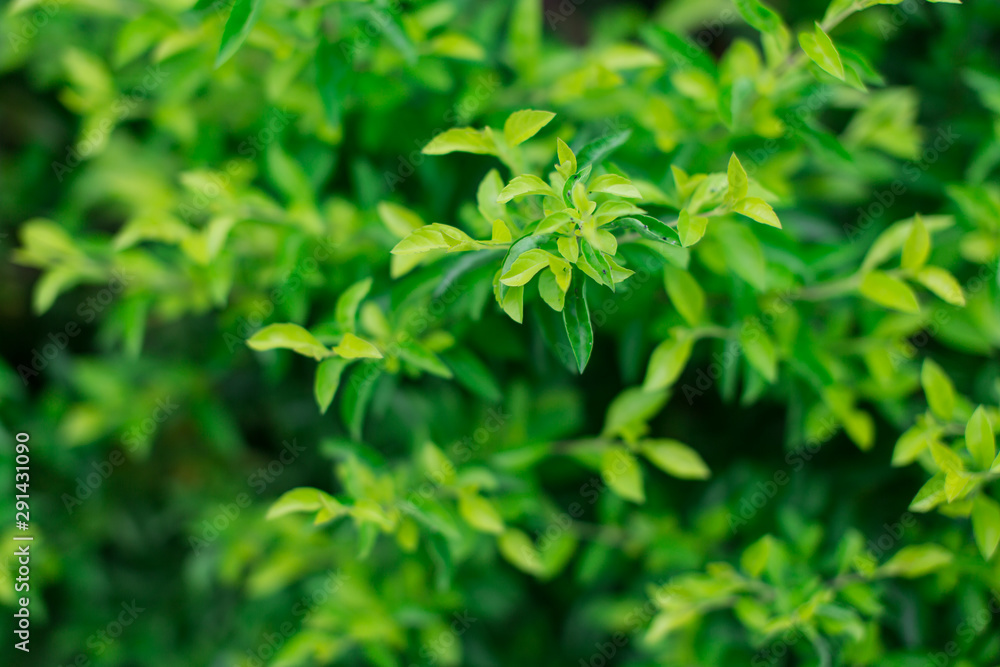 Light green foliage of a healthy plant with serrated leaves and blurred background. Horizontal shot. Light green foliage of a healthy plant with serrated leaves and blurred background. Horizontal shot.