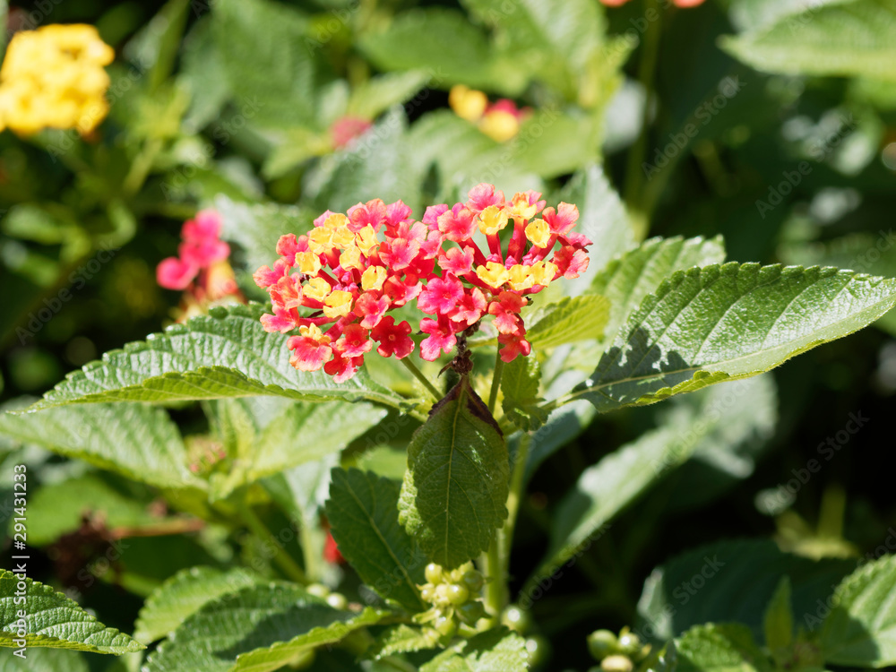 Close-up view of kamara lantana, small tubular shaped flowers in clusters Close-up view of kamara lantana, small tubular shaped flowers in clusters