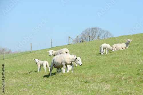 herd of sheep, small cute lambs, ewe, and white sheep on pasture in front of blue sky