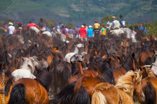 A Rapa das Bestas, Sabucedo, Pontevedra, Galicia photo