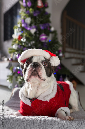 Fototapeta Naklejka Na Ścianę i Meble -  French bulldog in santa costume sitting under the christmas tree