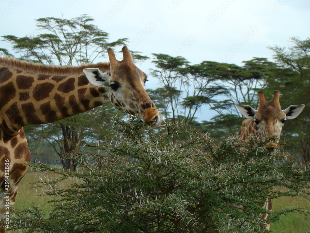Fototapeta premium kenia