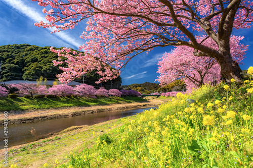 静岡県・南伊豆町 南伊豆の河津桜と菜の花の風景