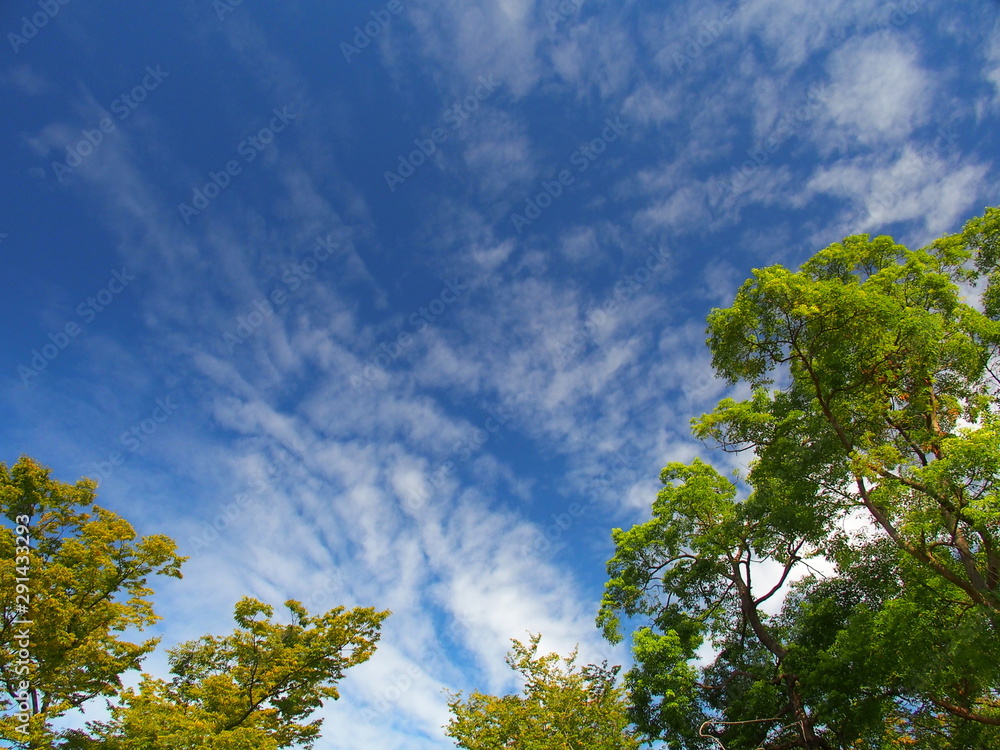 公園の木と秋空風景 公園の木と秋空風景