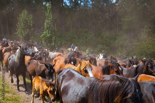 A Rapa das Bestas, Sabucedo, Pontevedra, Galicia photo