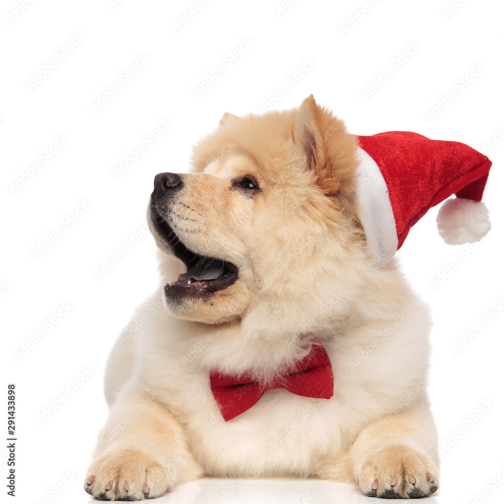 surprised santa chow chow with bowtie looks up to side