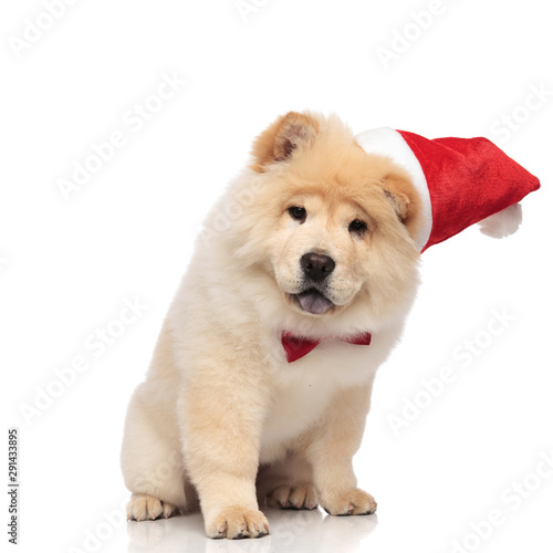 santa chow chow wearing red bowtie looks down © Viorel Sima