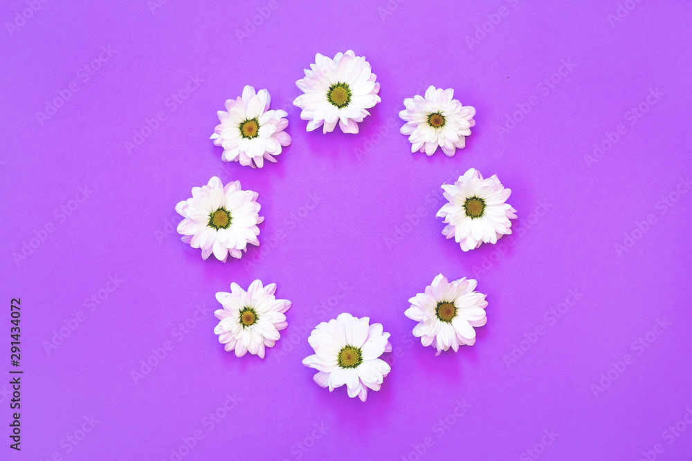 White chrysanthemum in the shape of circle on a purple background White chrysanthemum in the shape of circle on a purple background