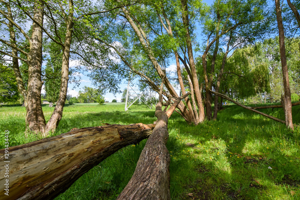 Obraz premium natural scenery with trees 