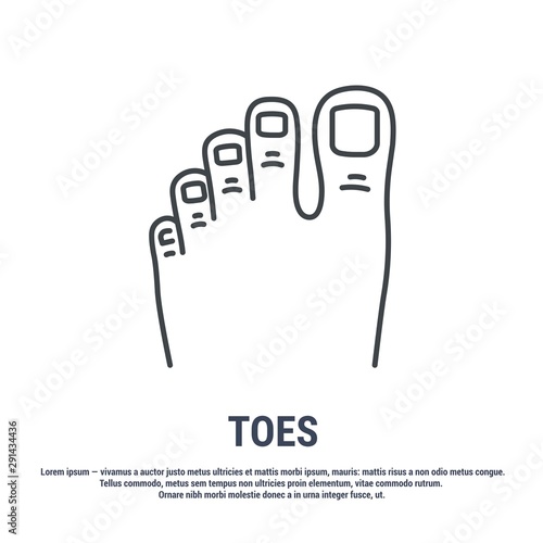 Vector icon. Line design.Toes and foot. Anatomical structure of man. Disease and treatment. Symbol, element, sign, logo, emblem. Concept illustration.