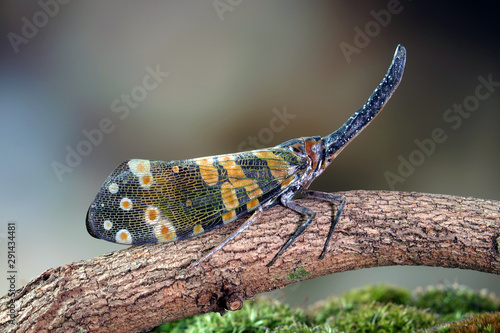 Dark-horned Lantern-fly (Pyrops spinolae), The unicorns of the insect world. Selective focus, blurred background photo