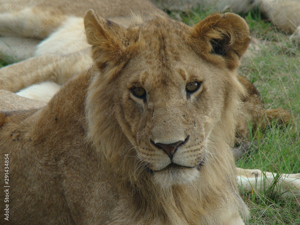 Fototapeta premium kenia