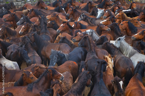 A Rapa das Bestas, Sabucedo, Pontevedra, Galicia photo