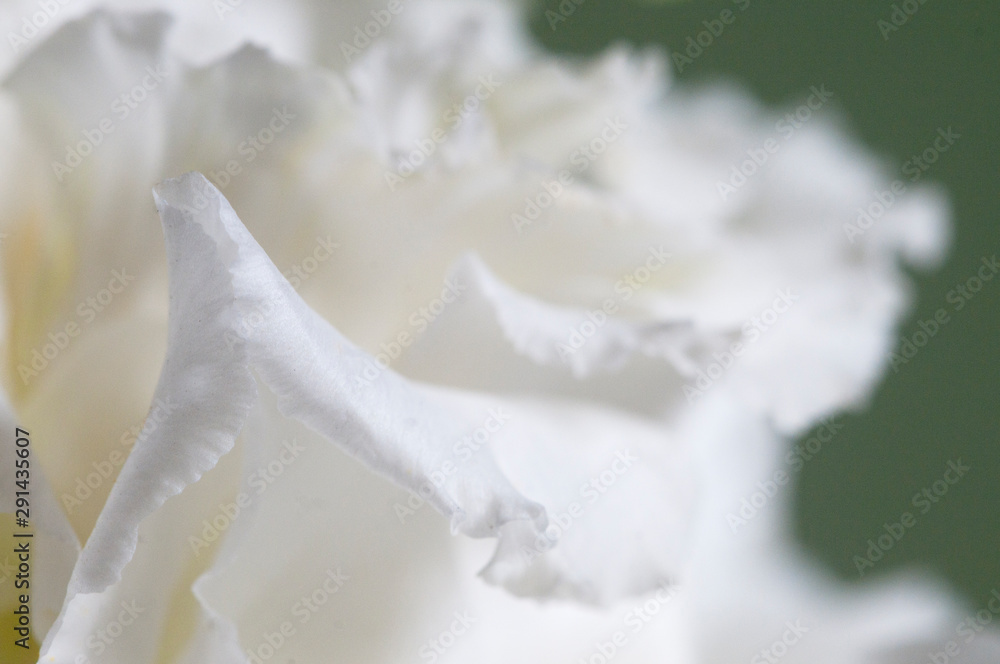 Eustoma flower fragment macro Eustoma flower fragment macro