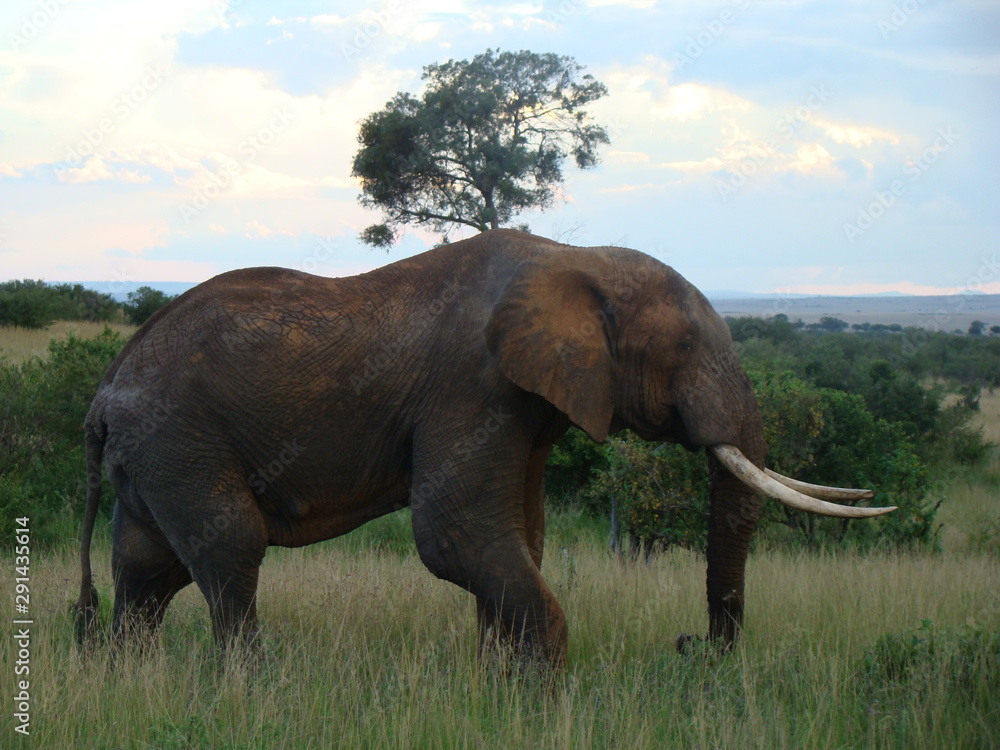 Fototapeta premium kenia