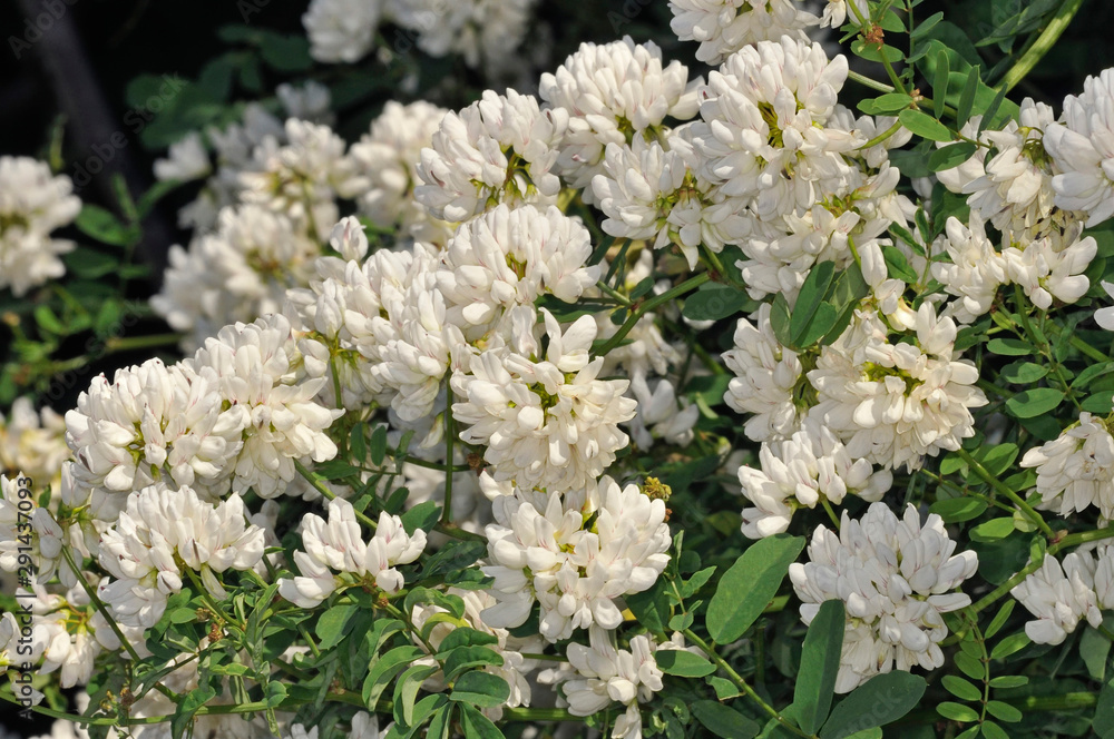 White Crownvetch (Coronilla globosa), Crete White Crownvetch (Coronilla globosa), Crete