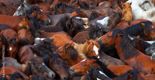 A Rapa das Bestas, Sabucedo, Pontevedra, Galicia photo