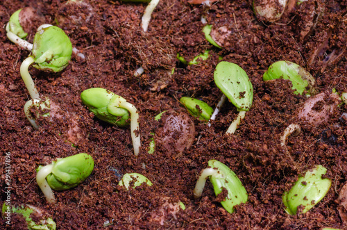 Twisted Cluster Bean Sprouts (or Parkia Speciosa) Growing In Soil Mixed with Coconut Fiber.