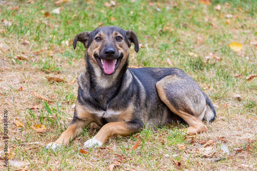 Black dog with open mouth lying on the grass_ Black dog with open mouth lying on the grass_